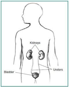 Diagram of kidneys-ureters-bladder