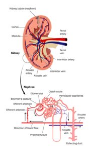 Coloured diagram of kidney filtering system