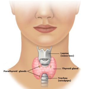 Image of thyroid gland